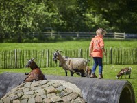 Jongetje bij de dierenweide